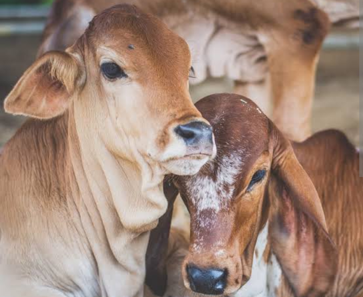 धार्मार्थ गौशाला सिसाना में दो बछड़े